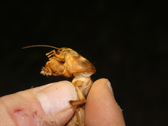 Gryllotalpa vineae