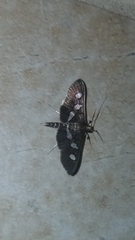 Desmia subdivisalis