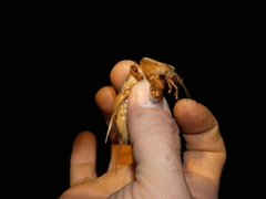 Gryllotalpa vineae
