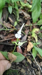 Disperis anthoceros