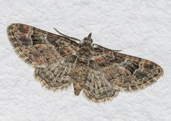 Gymnoscelis rufifasciata