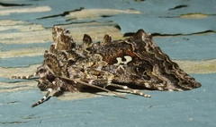 Syngrapha alias