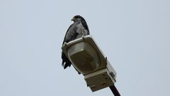 Geranoaetus melanoleucus
