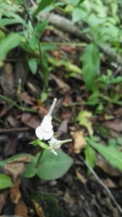 Disperis anthoceros