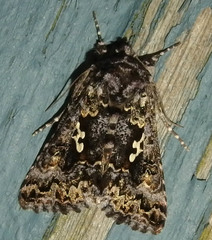 Syngrapha alias