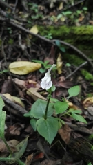 Disperis anthoceros