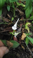 Disperis anthoceros