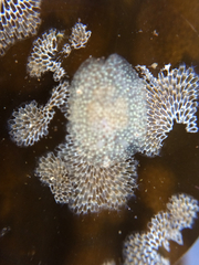 Corambe pacifica