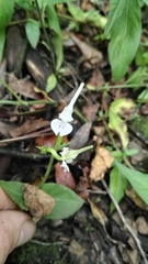 Disperis anthoceros