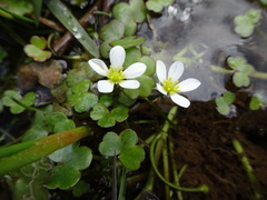Ranunculus omiophyllus
