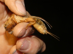 Gryllotalpa vineae