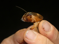 Gryllotalpa vineae