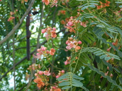 Cassia roxburghii