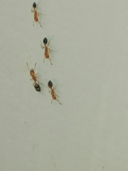 Trichomyrmex destructor