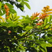 Rhus chinensis roxburghii - Photo no rights reserved, uploaded by 葉子