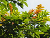 Rhus chinensis roxburghii - Photo no rights reserved, uploaded by 葉子
