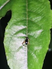 Paratrigonidium nitidum