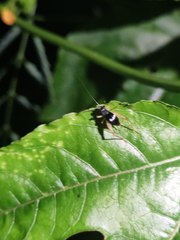 Paratrigonidium nitidum