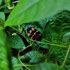 Therea regularis