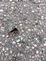 Bombus