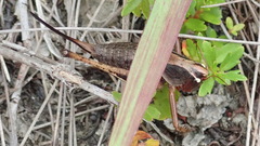 Alfredectes semiaeneus