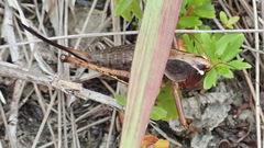 Alfredectes semiaeneus