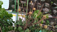 Dimocarpus longan