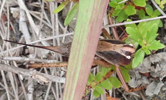Alfredectes semiaeneus