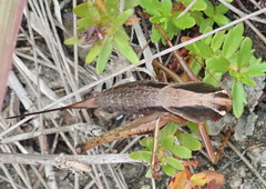Alfredectes semiaeneus