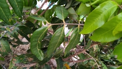 Dimocarpus longan