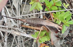 Alfredectes semiaeneus