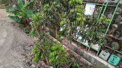 Dimocarpus longan