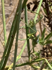 Uromenus rugosicollis