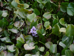 Pontederia crassipes