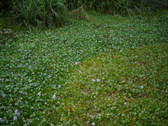 Pontederia crassipes
