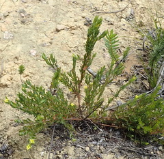 Gnidia juniperifolia