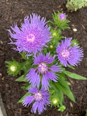 Stokesia