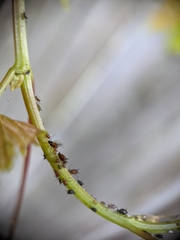 Aphis illinoisensis
