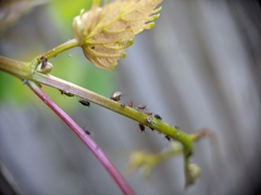 Aphis illinoisensis