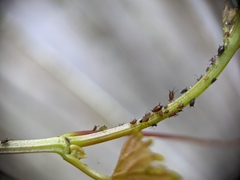 Aphis illinoisensis
