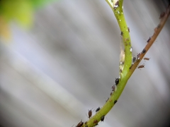 Aphis illinoisensis
