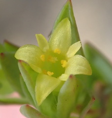 Gnidia juniperifolia