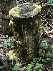 Physarum polycephalum