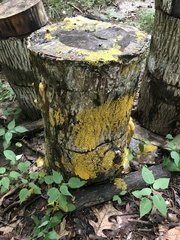 Physarum polycephalum