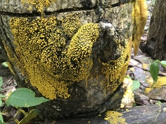 Physarum polycephalum