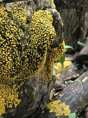 Physarum polycephalum