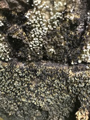 Physarum polycephalum