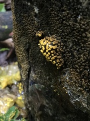Physarum polycephalum