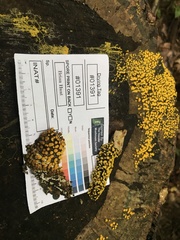 Physarum polycephalum