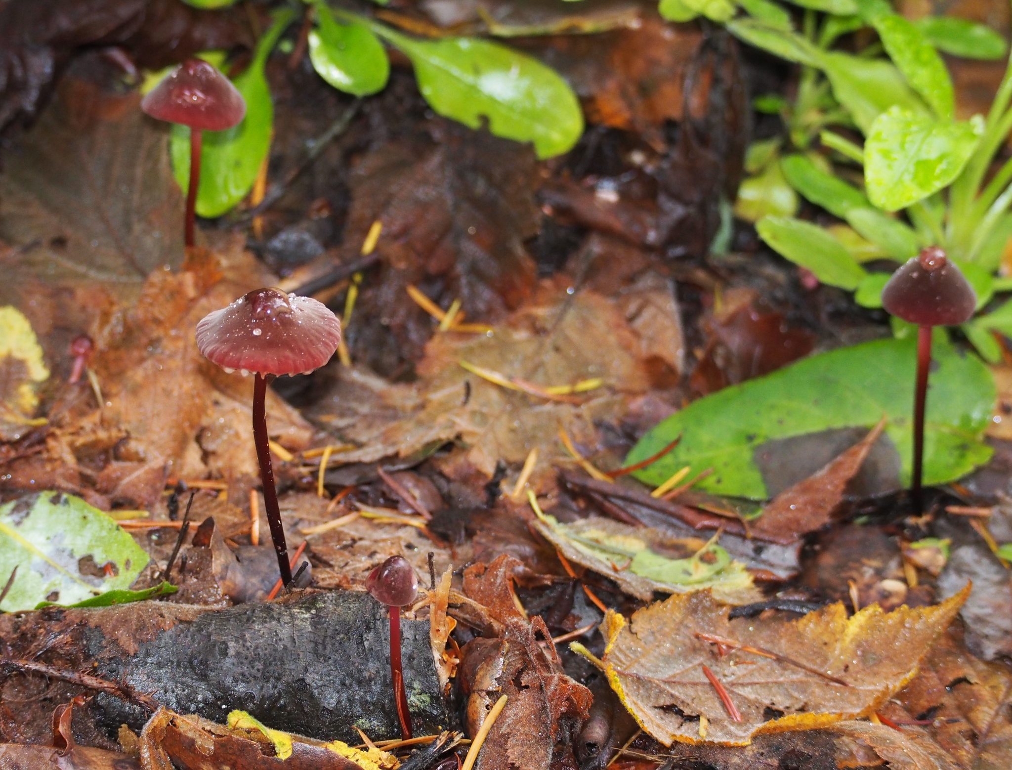 Marasmius plicatulus image